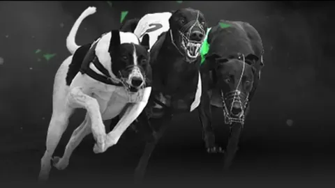 申花四主力球员接近黄牌累积红线，南通一役再获黄牌可能无缘沪上德比对决